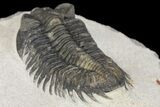 Coltraneia Trilobite Fossil - Huge Faceted Eyes #154327-5